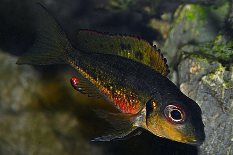 Callochromis melanostigma 'Burundi'